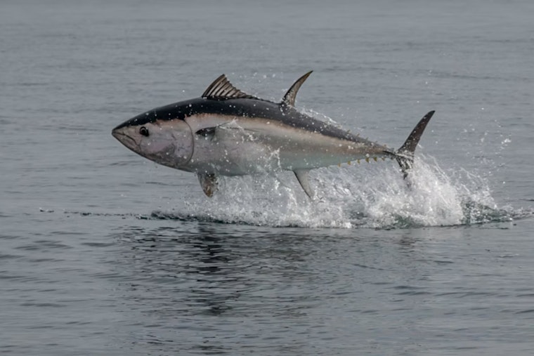 Tuna On The Run As Bay Area Boats Blow The Whistle First