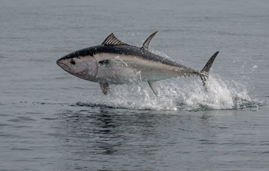 Tuna On The Run As Bay Area Boats Blow The Whistle First