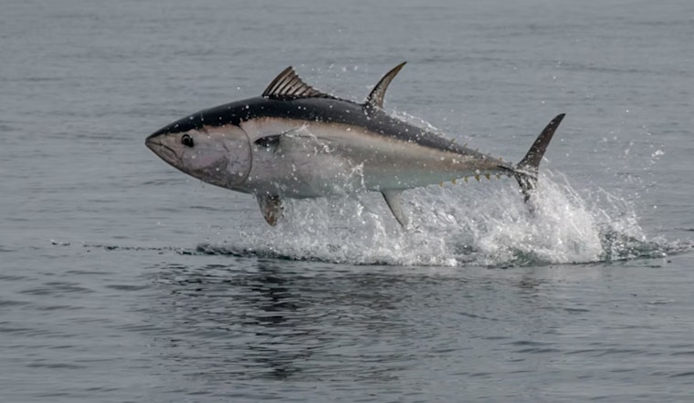 Tuna On The Run As Bay Area Boats Blow The Whistle First