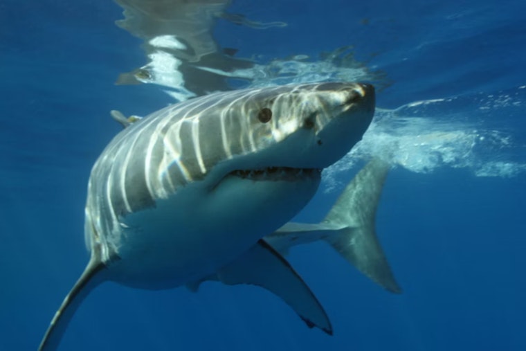 Twin 12-Foot Sharks Crash Nanakuli Beach Day