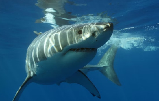 Twin 12-Foot Sharks Crash Nanakuli Beach Day