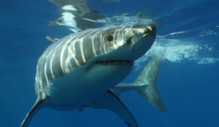 Twin 12-Foot Sharks Crash Nanakuli Beach Day