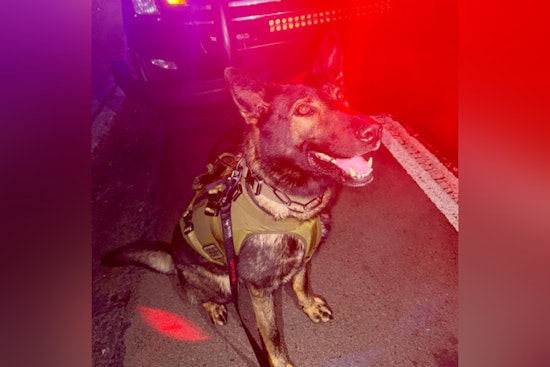 Twin K-9 Team Runs Down Eugene Crash Suspect After Late-Night Backyard Chase