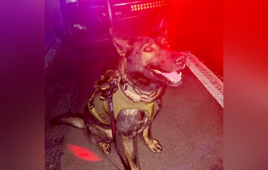 Twin K-9 Team Runs Down Eugene Crash Suspect After Late-Night Backyard Chase