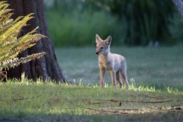 Upper Alki On Edge After Doorstep Coyote Caught On Camera
