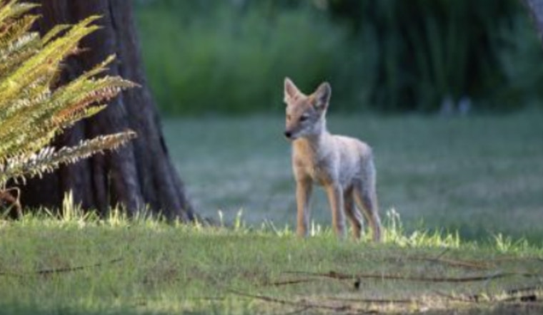 Upper Alki On Edge After Doorstep Coyote Caught On Camera