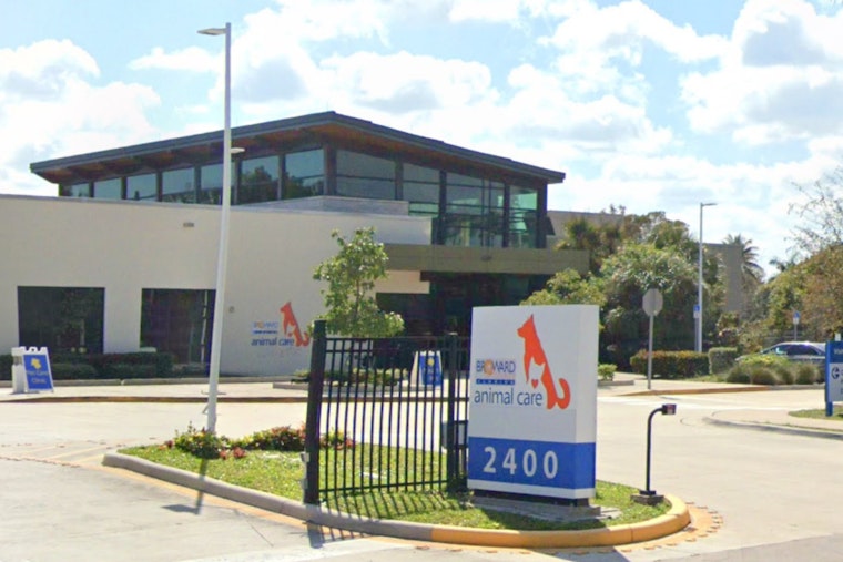 Urgent Homes Needed to Save Three Dogs from Euthanasia at Broward Animal Care
