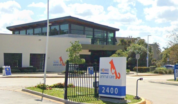 Urgent Homes Needed to Save Three Dogs from Euthanasia at Broward Animal Care