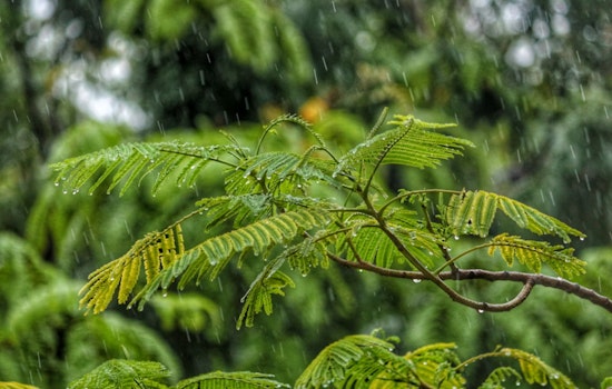 Washington D.C. Braces for a Rainy Week, Overcast Washington's Birthday Amid Mild Temperatures