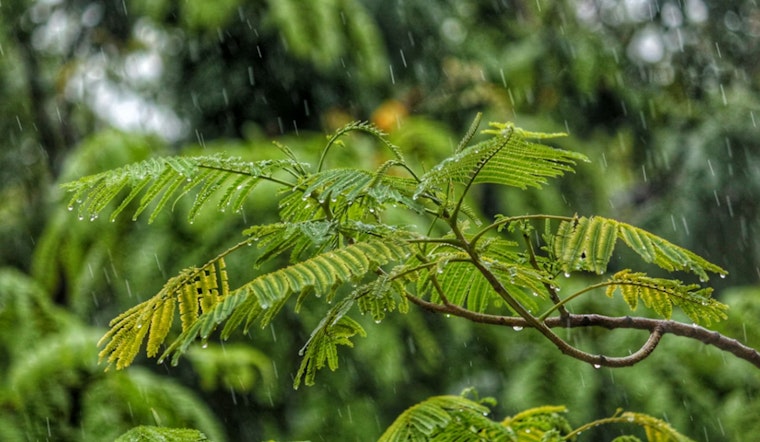 Washington D.C. Braces for a Rainy Week, Overcast Washington's Birthday Amid Mild Temperatures