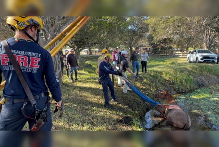 Wellington Horse Rescued from Muddy Canal by Palm Beach County Firefighters