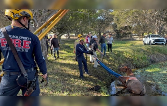 Wellington Horse Rescued from Muddy Canal by Palm Beach County Firefighters