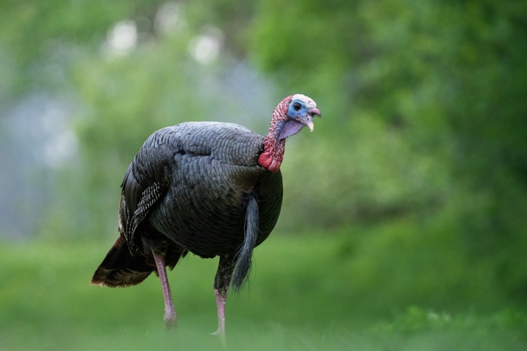 Willmar Turkey Powerhouse Snaps Up Hormel’s Melrose Plant And Swanville Feed Mill