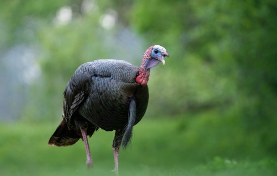 Willmar Turkey Powerhouse Snaps Up Hormel’s Melrose Plant And Swanville Feed Mill