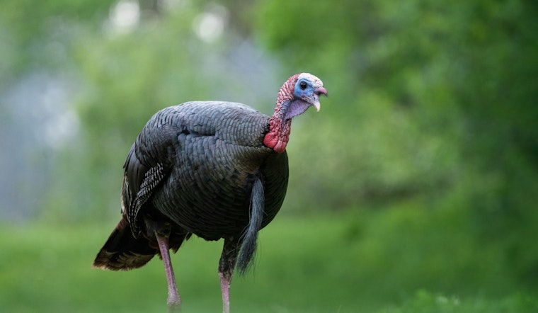Willmar Turkey Powerhouse Snaps Up Hormel’s Melrose Plant And Swanville Feed Mill