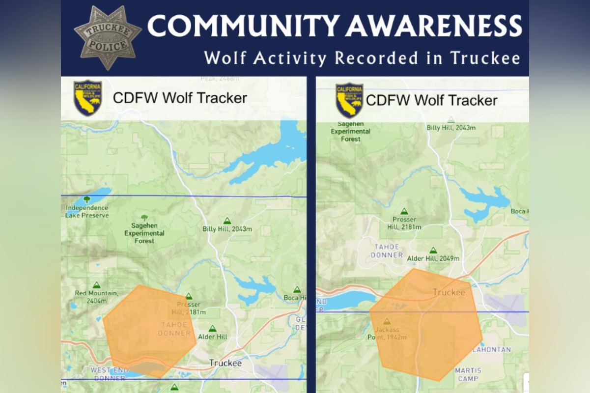 Wolf Tracker Blips Near Truckee as Cops Warn, Watch Your Pets