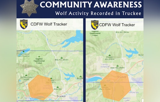 Wolf Tracker Blips Near Truckee as Cops Warn, Watch Your Pets