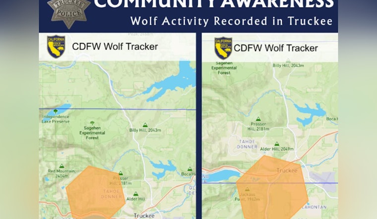 Wolf Tracker Blips Near Truckee as Cops Warn, Watch Your Pets