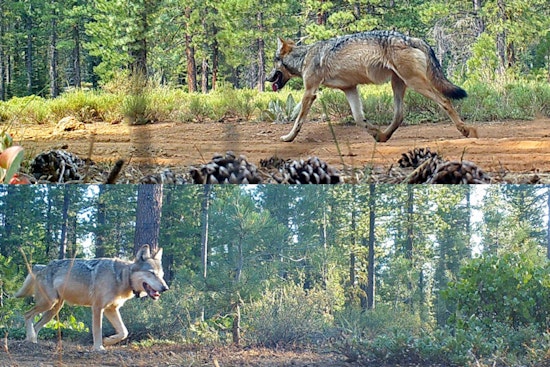 Wolves Move In, Tehama County Eyes Trapper And ‘Wolf Liaison’