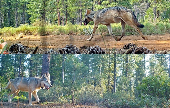Wolves Move In, Tehama County Eyes Trapper And ‘Wolf Liaison’