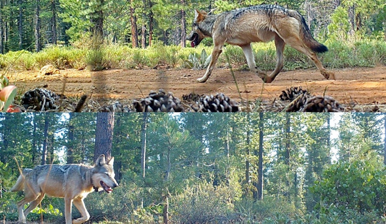 Wolves Move In, Tehama County Eyes Trapper And ‘Wolf Liaison’