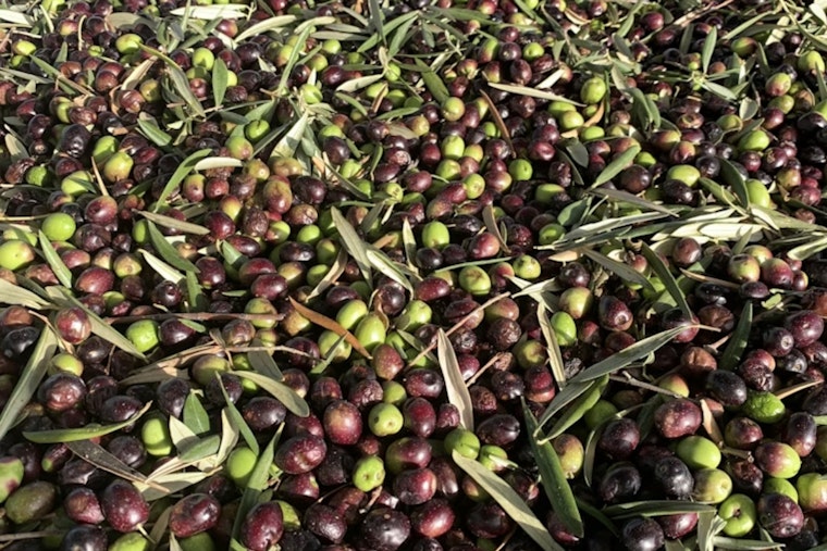 Woodland Olive Oil Power Play: Cobram's $174 Million Grab for California Olive Ranch