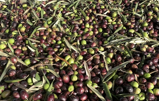 Woodland Olive Oil Power Play: Cobram's $174 Million Grab for California Olive Ranch