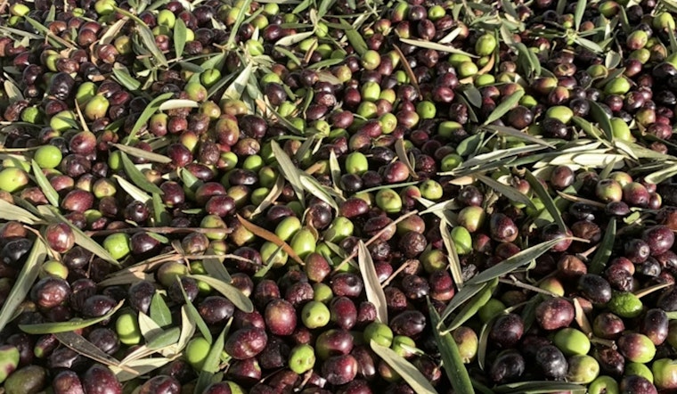 Woodland Olive Oil Power Play: Cobram's $174 Million Grab for California Olive Ranch