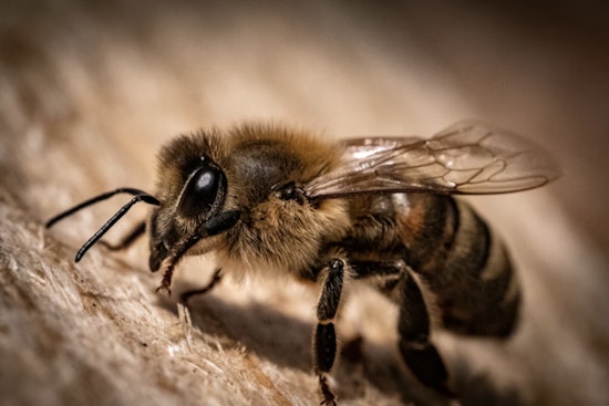 WSU Sounds Bee Alarm as Hive Die-Offs Put U.S. Harvests at Risk