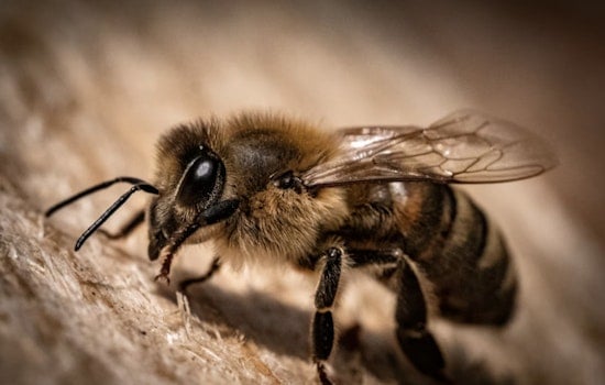 WSU Sounds Bee Alarm as Hive Die-Offs Put U.S. Harvests at Risk