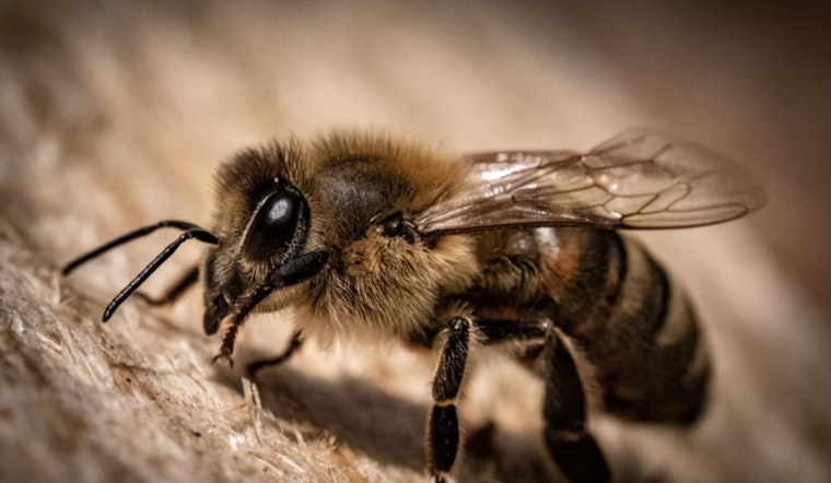 WSU Sounds Bee Alarm as Hive Die-Offs Put U.S. Harvests at Risk
