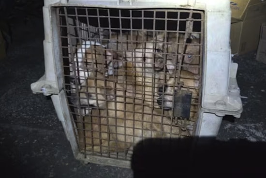 15 Terrified Puppies Stuffed in One Crate Jolt Jacksonville Shelter