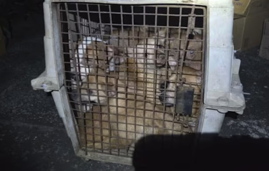 15 Terrified Puppies Stuffed in One Crate Jolt Jacksonville Shelter
