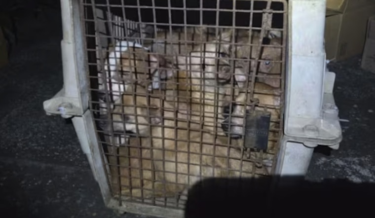15 Terrified Puppies Stuffed in One Crate Jolt Jacksonville Shelter