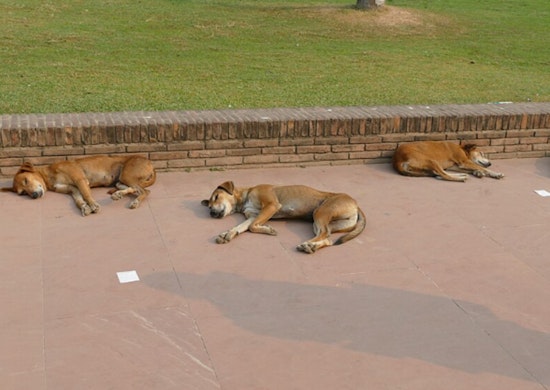 19 Dogs Seized In Greater Grand Crossing - Man Arrested