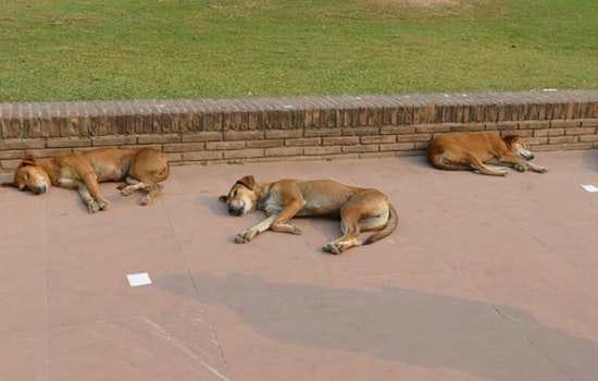 19 Dogs Seized In Greater Grand Crossing - Man Arrested