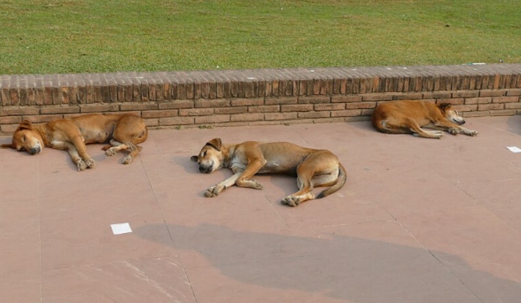 19 Dogs Seized In Greater Grand Crossing - Man Arrested