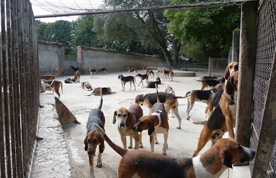 700 Animals Rescued in Lake Hughes Raid