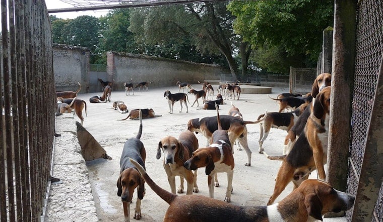 700 Animals Rescued in Lake Hughes Raid