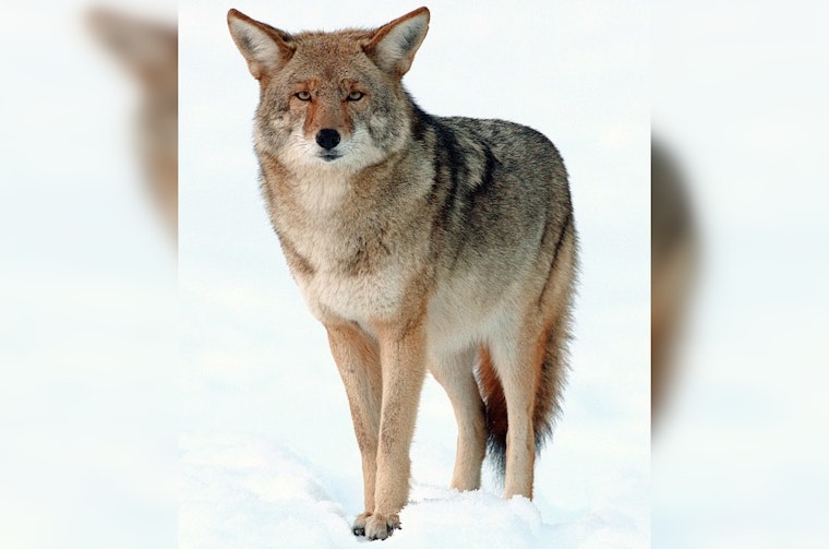 Admiral Neighbors Rattled As Backyard Coyotes Stroll By On Camera