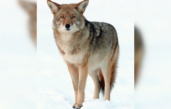 Admiral Neighbors Rattled As Backyard Coyotes Stroll By On Camera