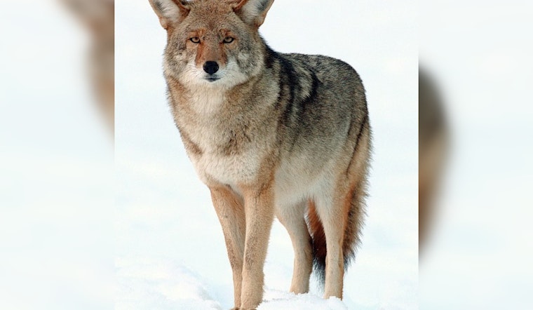 Admiral Neighbors Rattled As Backyard Coyotes Stroll By On Camera