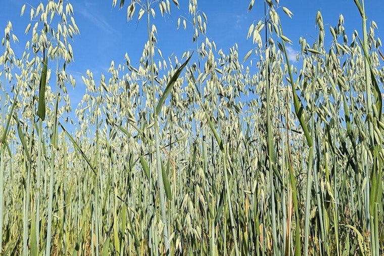 Albert Lea’s Oat Gamble: Homegrown Mill Bets $68 Million On Minnesota Farmers