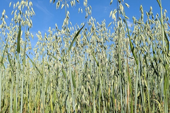 Albert Lea’s Oat Gamble: Homegrown Mill Bets $68 Million On Minnesota Farmers
