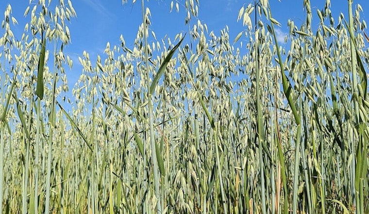 Albert Lea’s Oat Gamble: Homegrown Mill Bets $68 Million On Minnesota Farmers