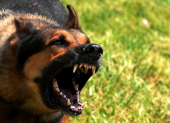 Arizona Mom Killed Shielding Son From Dogs Near Big River