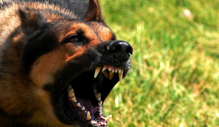 Arizona Mom Killed Shielding Son From Dogs Near Big River