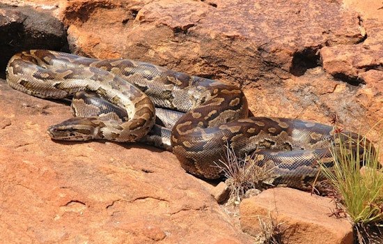 Atlanta Beltline Crowd Jumps As 'Atlanta-Conda' Python Hits The Trail