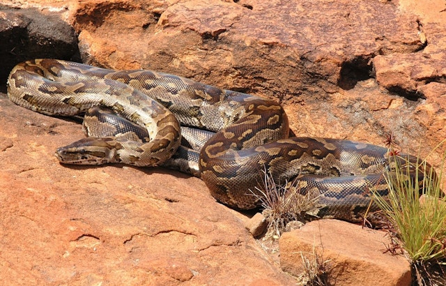 Atlanta Beltline Crowd Jumps As 'Atlanta-Conda' Python Hits The Trail