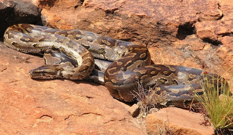 Atlanta Beltline Crowd Jumps As 'Atlanta-Conda' Python Hits The Trail